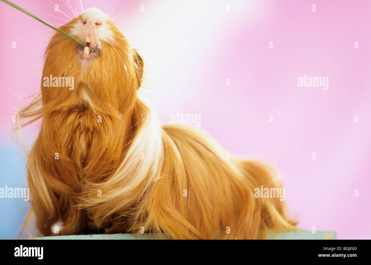 Meerschweinchen, Cavie Zähne zeigen. Deutschland Stockfoto