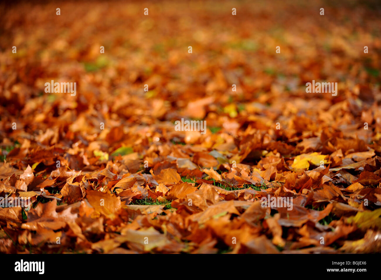Herbst Blätter liegen auf dem Boden Stockfoto