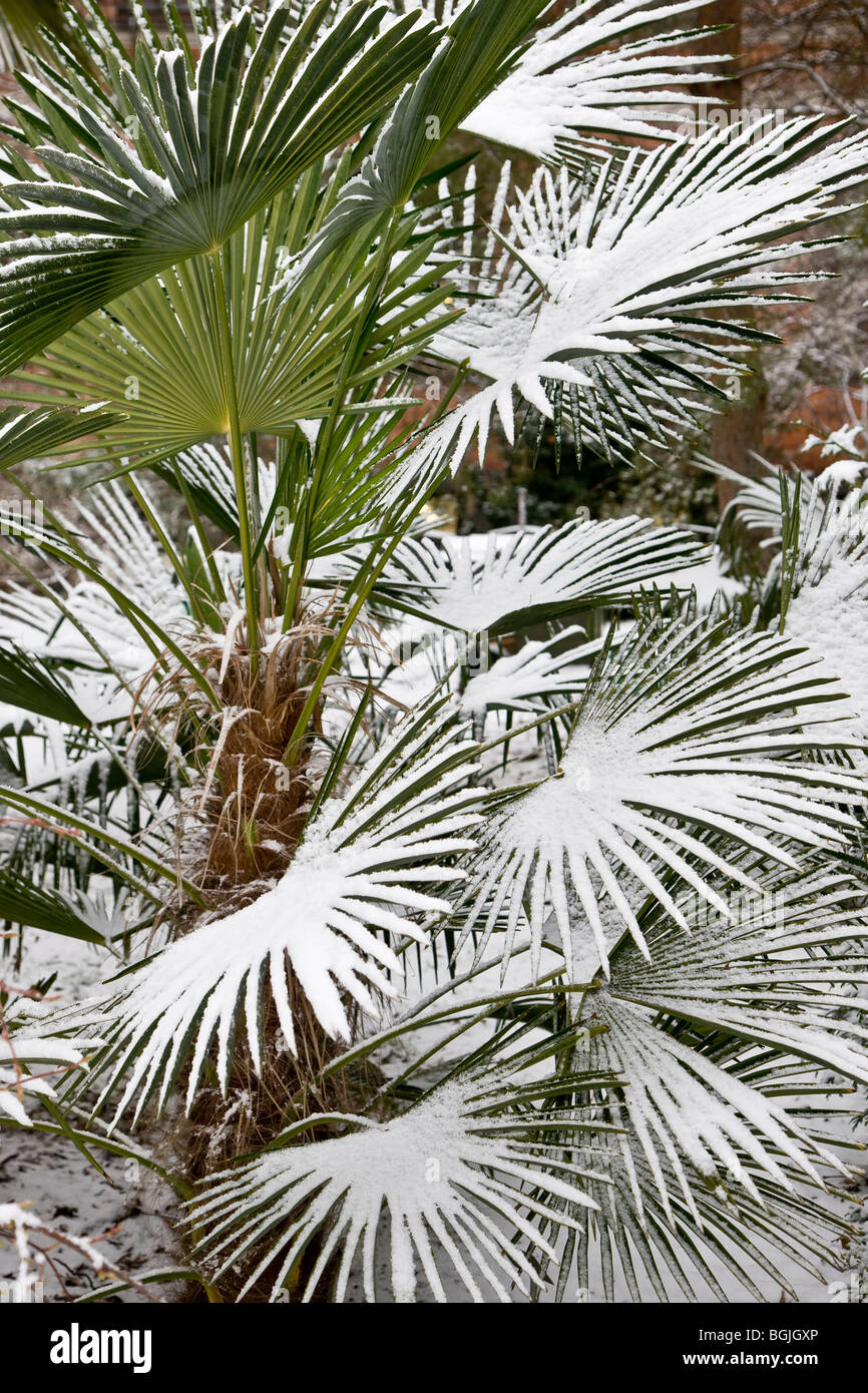 Schneebedeckte Palme im Botanischen Garten in Kopenhagen Stockfoto