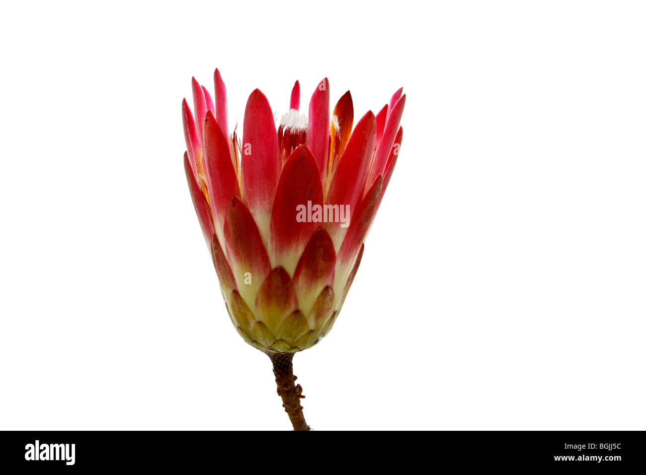 Das Protea Blume isoliert auf weißem Hintergrund Stockfoto