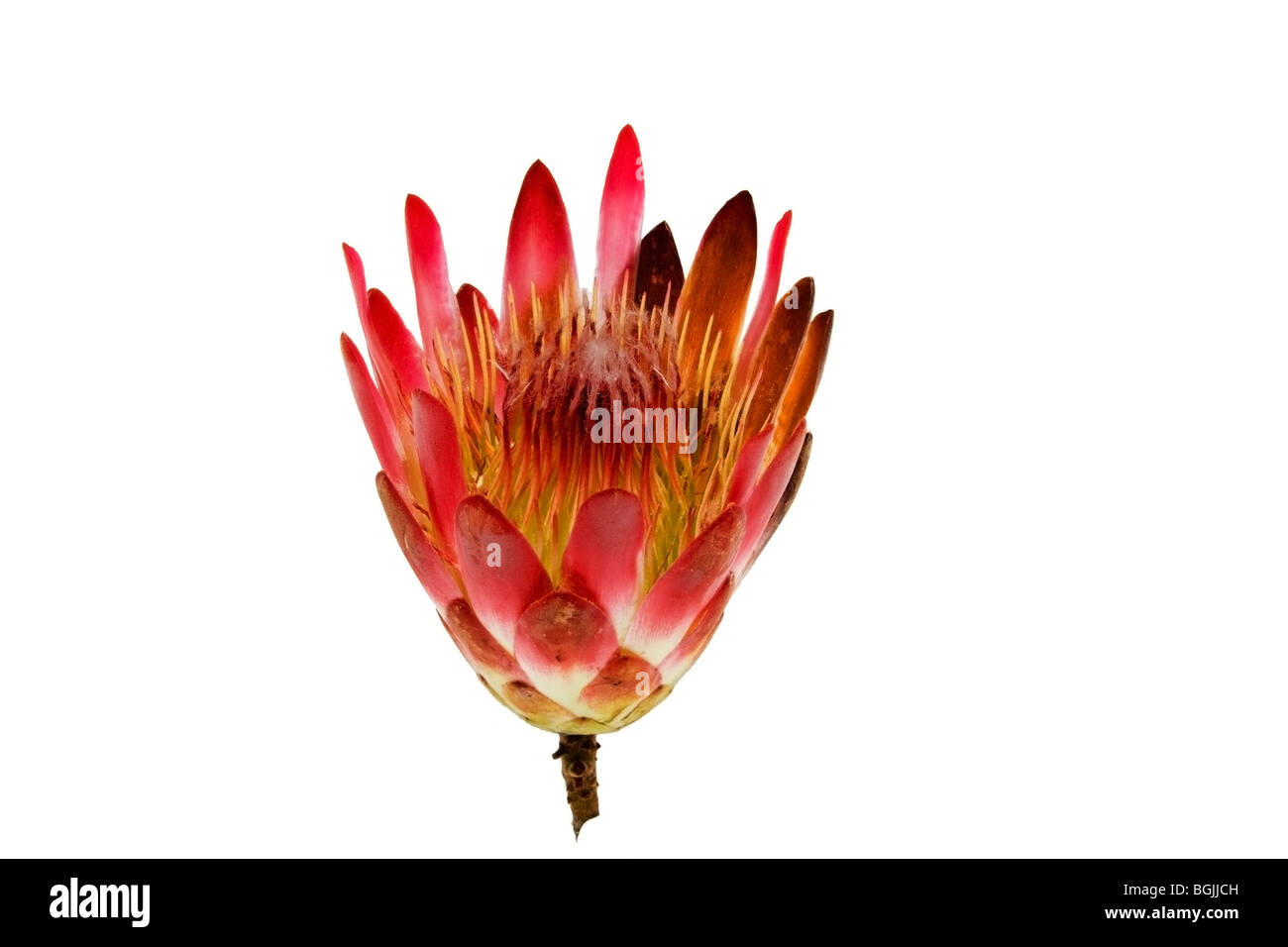 Das Protea Blume isoliert auf weißem Hintergrund Stockfoto