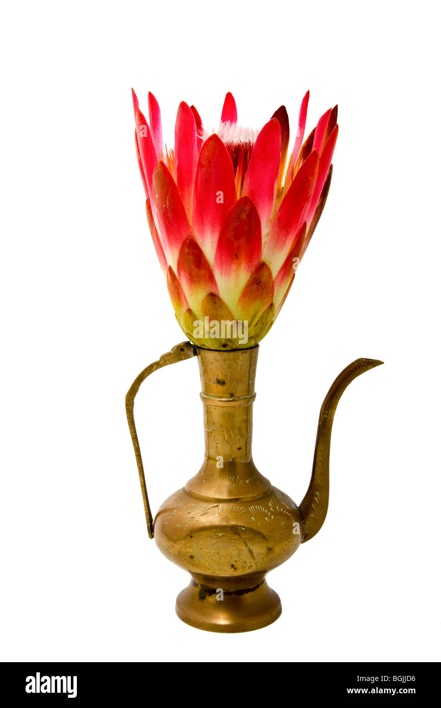 Das Protea Blume in einer Messing-Vase auf einem weißen Hintergrund isoliert Stockfoto