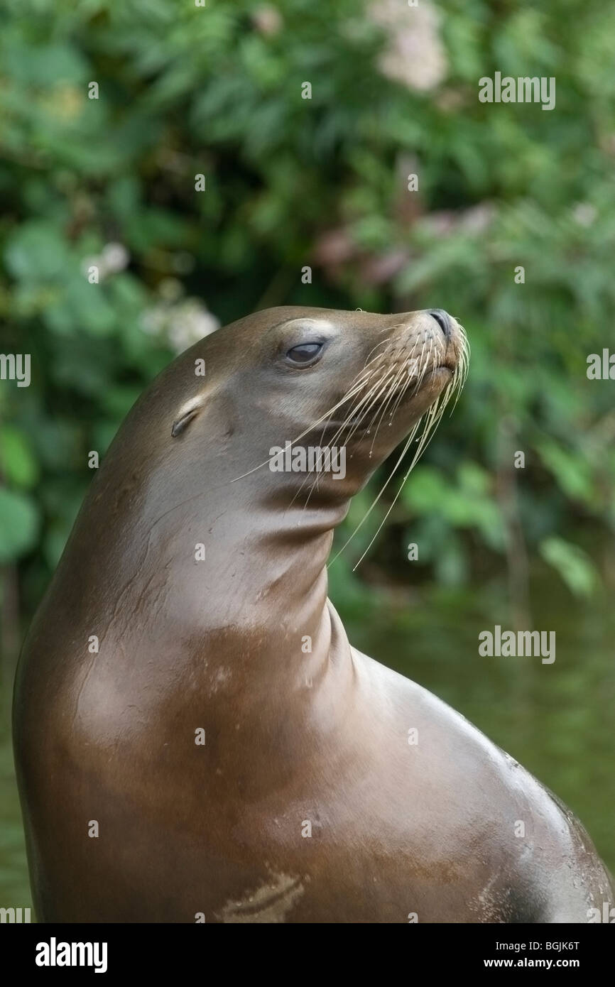 Kalifornische Seelöwe (weiblich) Stockfoto