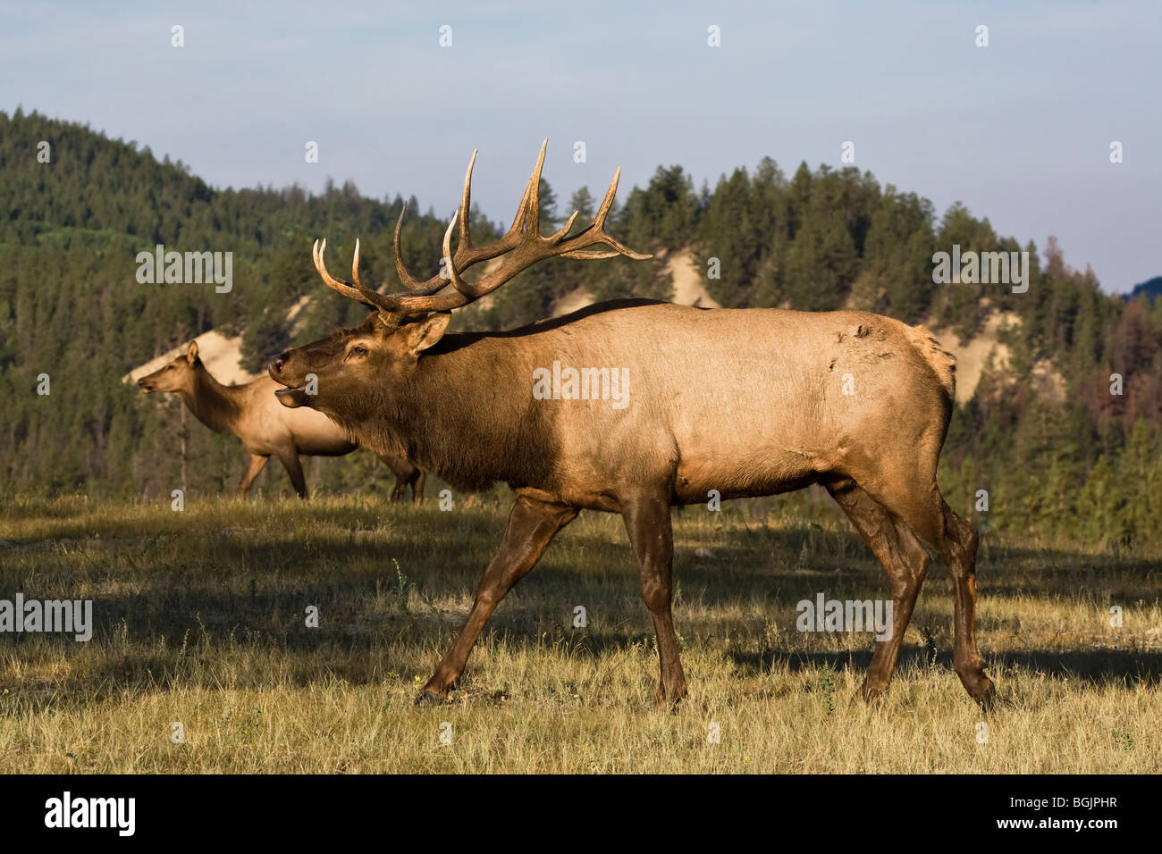 Einen schönen Stier Elch stolzieren seine Dominanz in der Herbst-Brunft Stockfoto