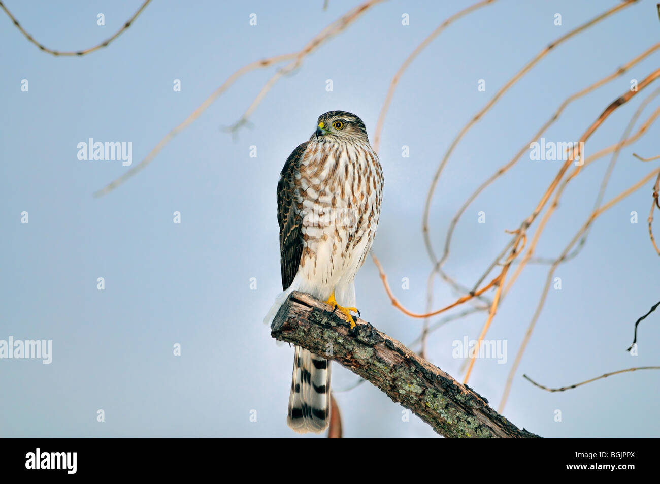 Juvenile Sharp-Shinned Hawk, Accipiter striatus, hocken auf einem Glied vor blauem Himmel. Oklahoma, USA. Stockfoto