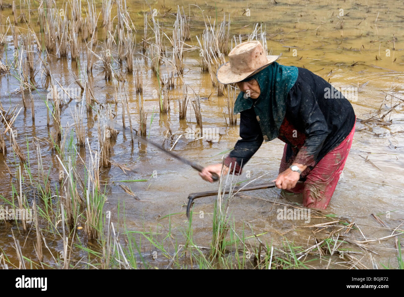 Frau Bauer mäht Rasen von einem Reisfeld Zubereitung für Anbau von Reis in den Kelabit Highlands in Borneo. Stockfoto