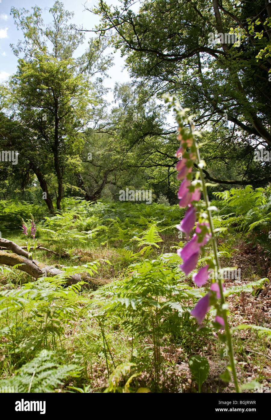 Lichtung in Bolderwood im New Forest, Hampshire, England Stockfoto