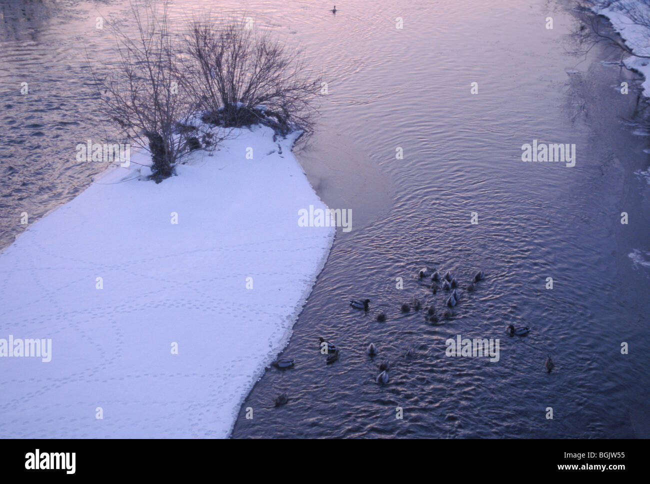 Enten im Fluss mit verschneiten Insel Stockfoto