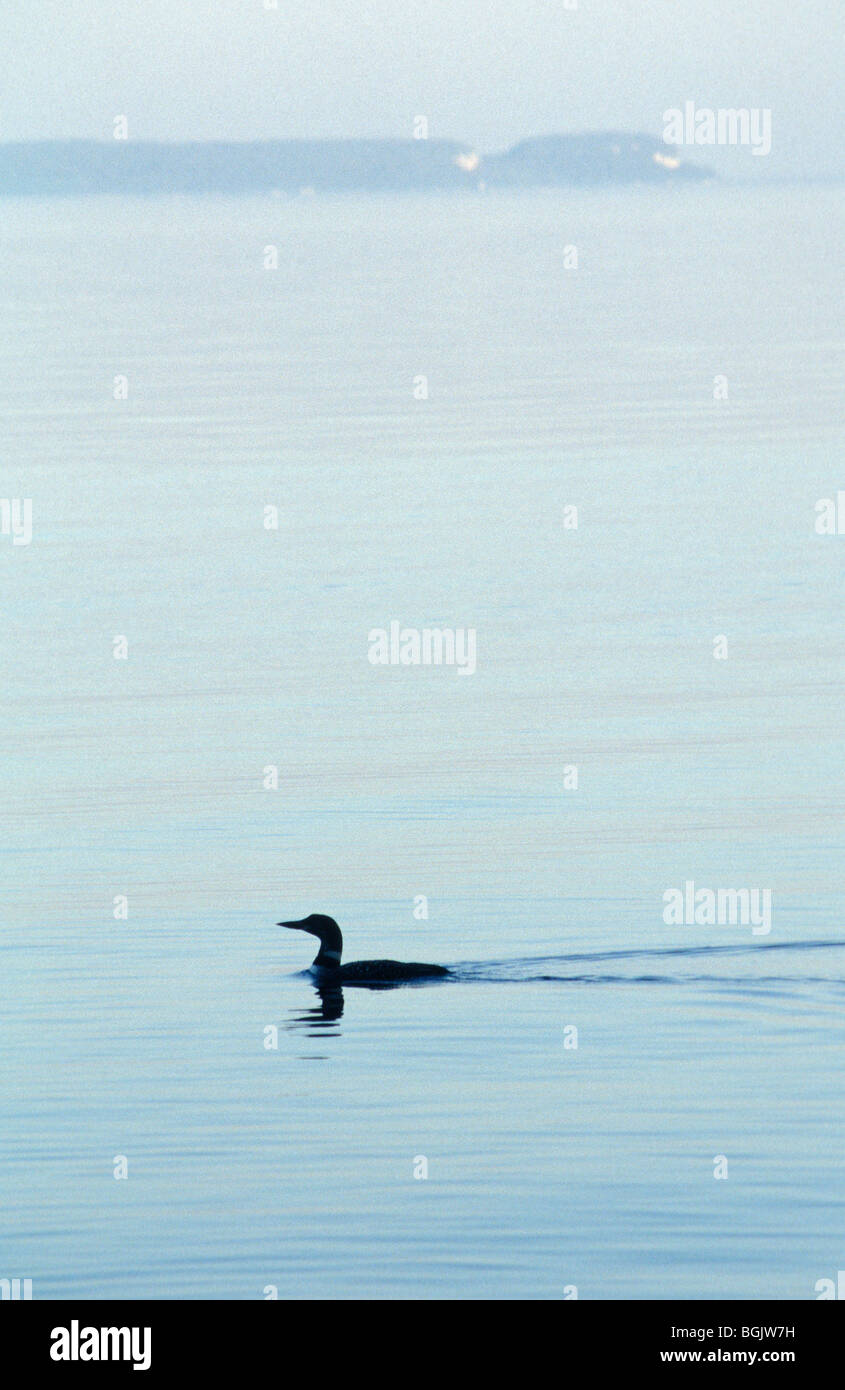 Loon in Georgian Bay mit Blumentopf Insel am Horizont Stockfoto