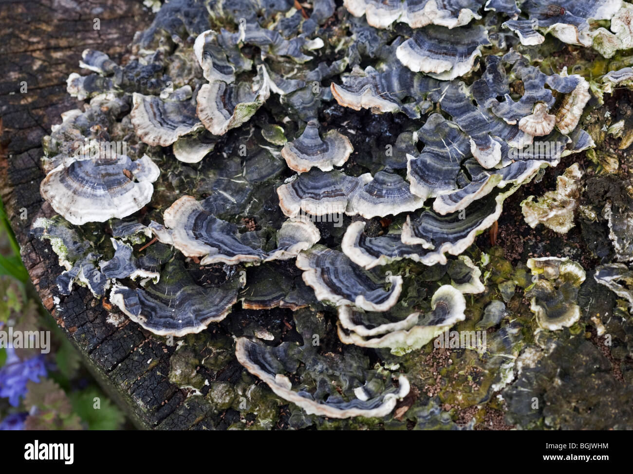 Parasitärer pilz am baum Fotos und Bildmaterial in hoher Auflösung