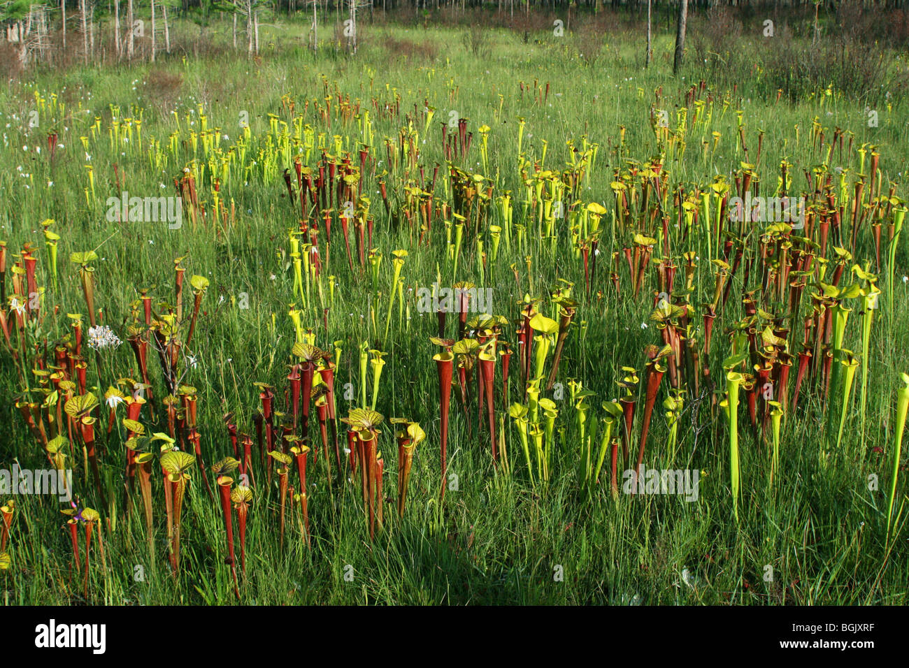 Fleischfressende Pflanze Trompete Schlauchpflanzen Sarracenia flava & S. flava var rubricorpora Florida USA Stockfoto