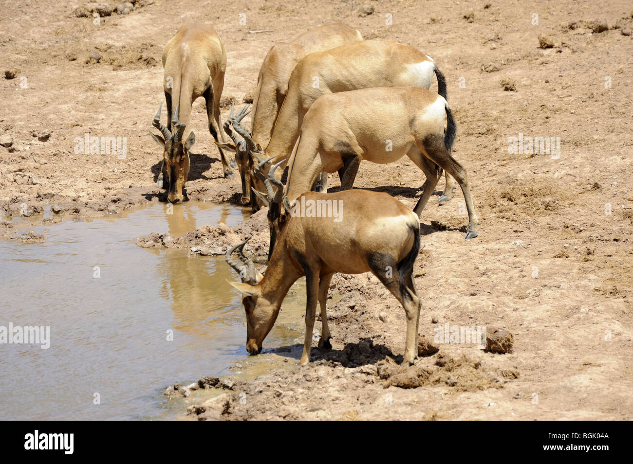 Imapala trinken am Wasserloch Stockfoto