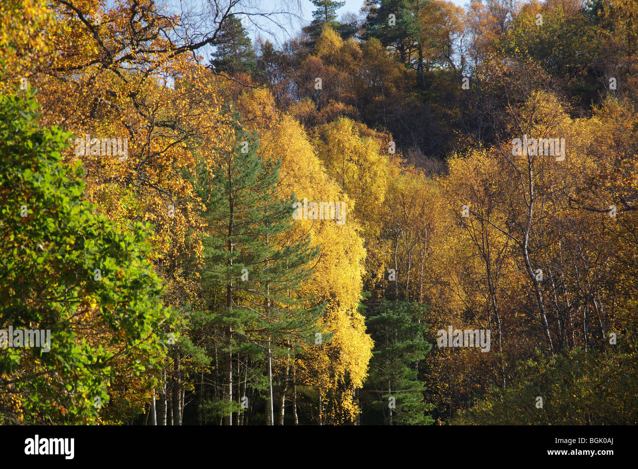 Herbst im Loch Lomond & Trossachs National Park, Schottland, Großbritannien Stockfoto