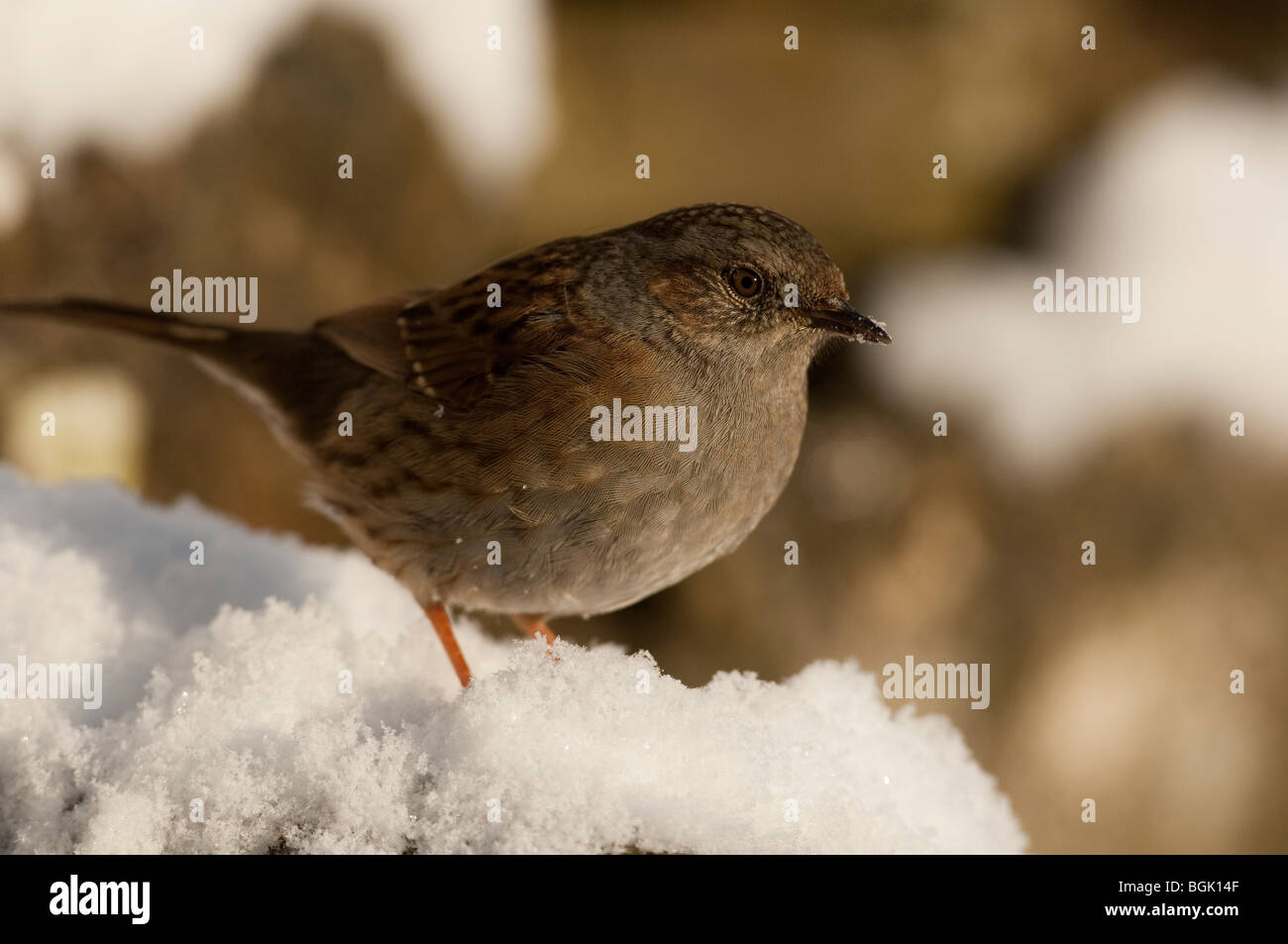 Heckenbraunelle (Prunella Modularis) Fütterung in einem verschneiten Garten Stockfoto