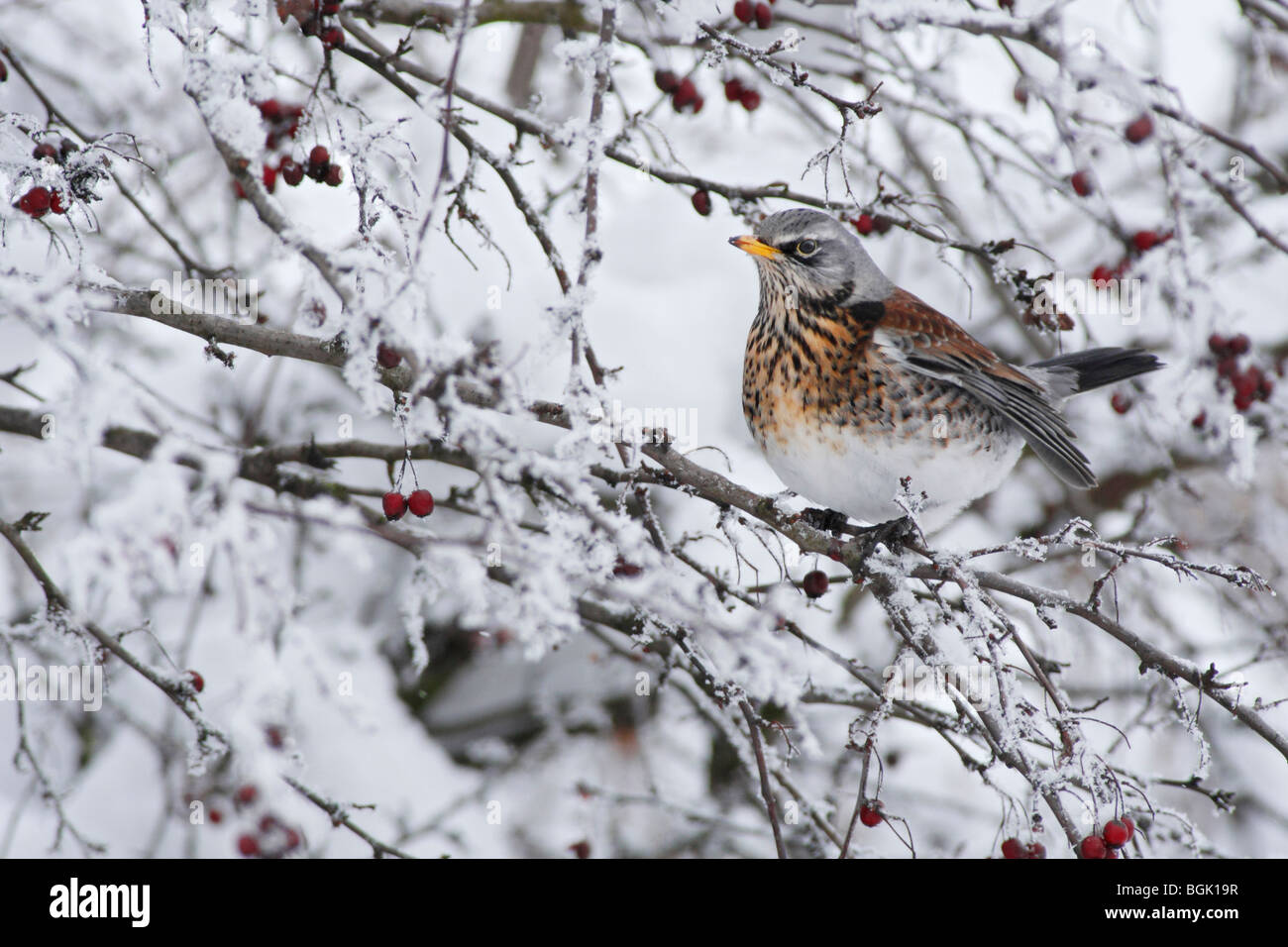 Die Wacholderdrossel (Turdus Pilaris) im Schnee bedeckten Hecke im Winter, Deutschland; Wacholderdrossel Stockfoto
