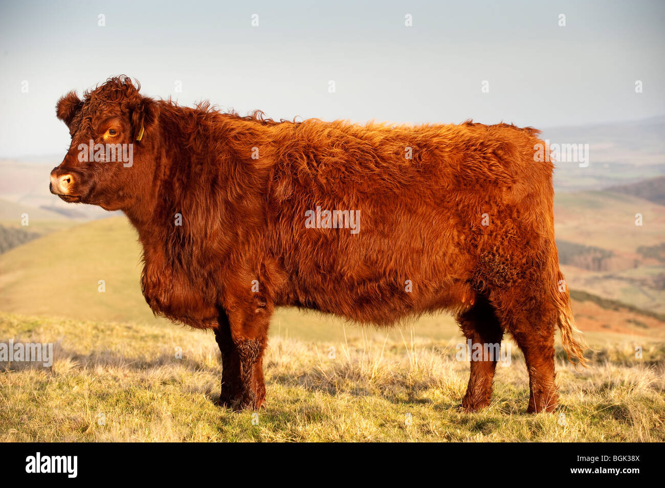 Luing-Rinder weiden auf Hügel Weiden Stockfoto