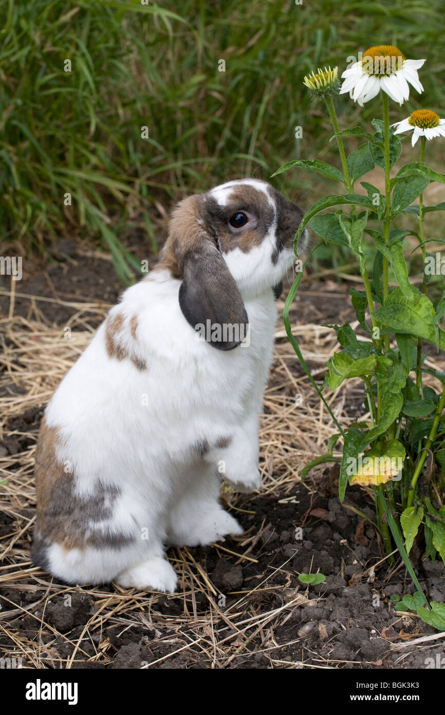 Holland Lop Haustier Zwergkaninchen Echinacea schnüffelt Blätter im Garten Stockfoto