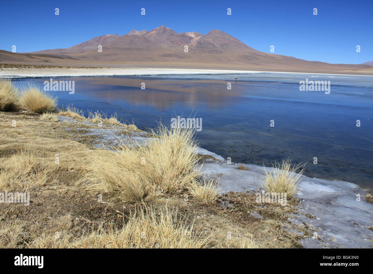 Laguna Hedionda salar de Uyuni, Bolivien Stockfoto