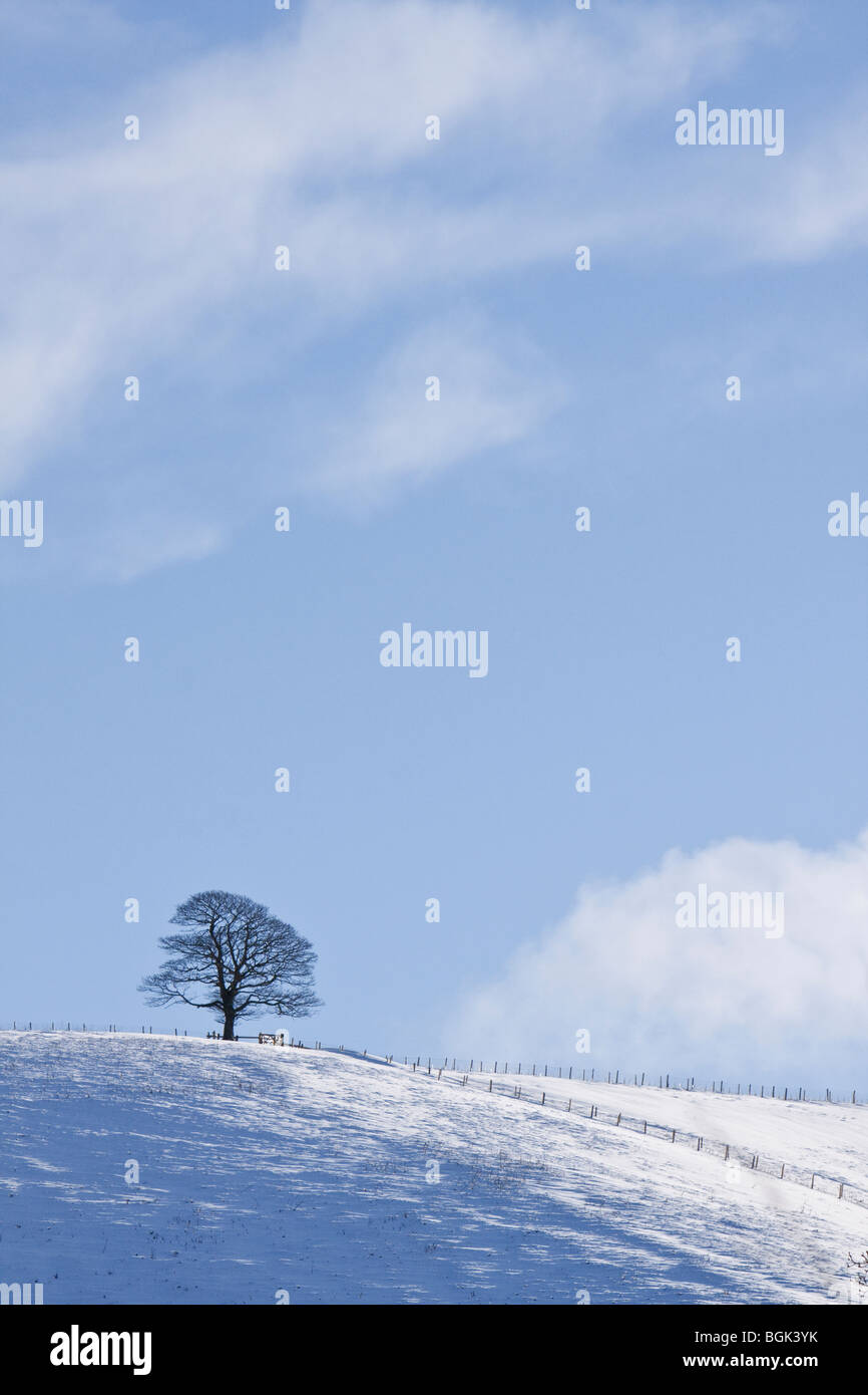 Einzelne Eiche auf Schnee bedeckt Hill, Shropshire, England, UK Stockfoto