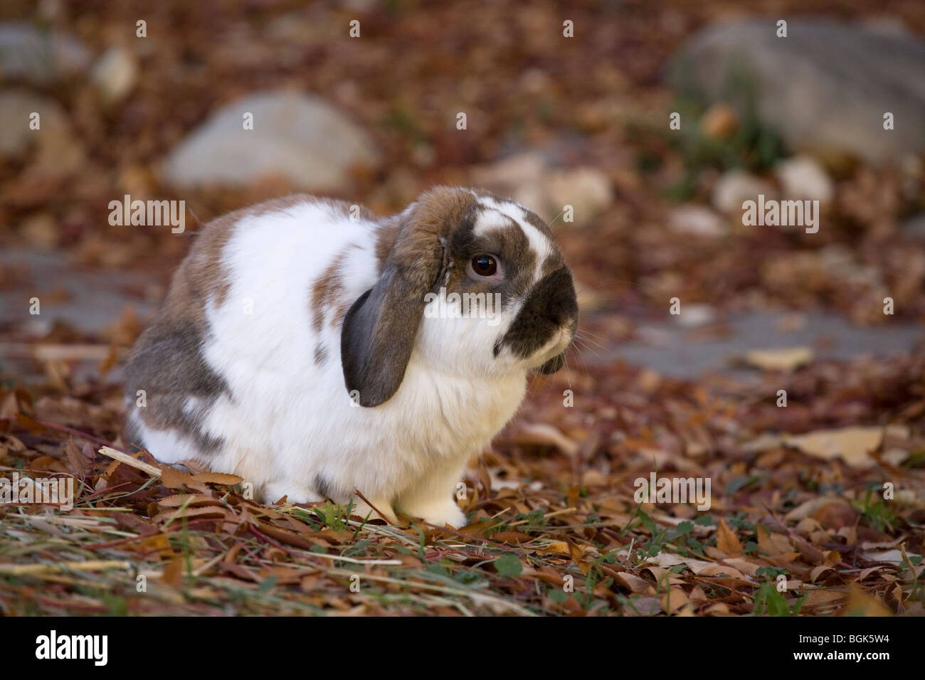 Holland Lop Haustier Zwerg Kaninchen draußen im Hof im Herbst Stockfoto