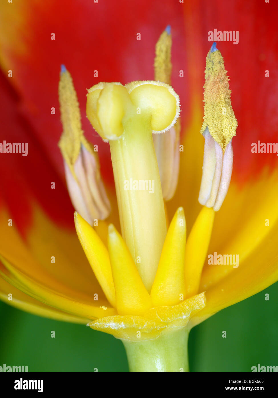 Nahaufnahme von roten und gelben Tulpen corolla Stockfoto