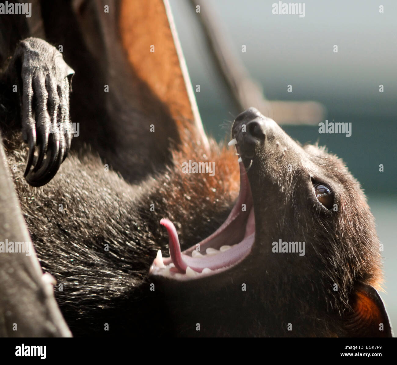 Fledermaus aufwachen und Gähnen. Stockfoto