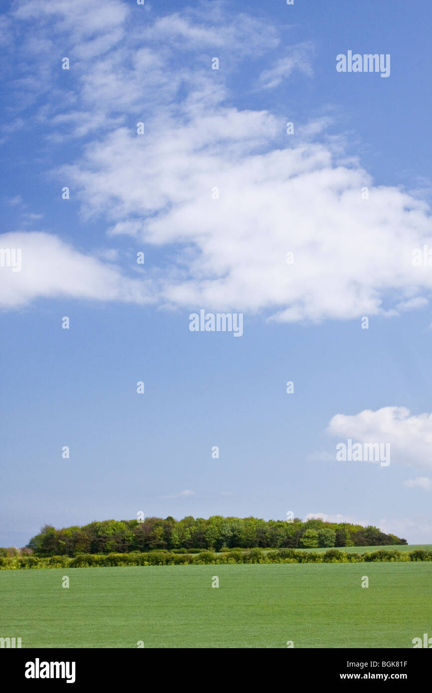 Woodland Wäldchen, Norfolk, England, UK Stockfoto