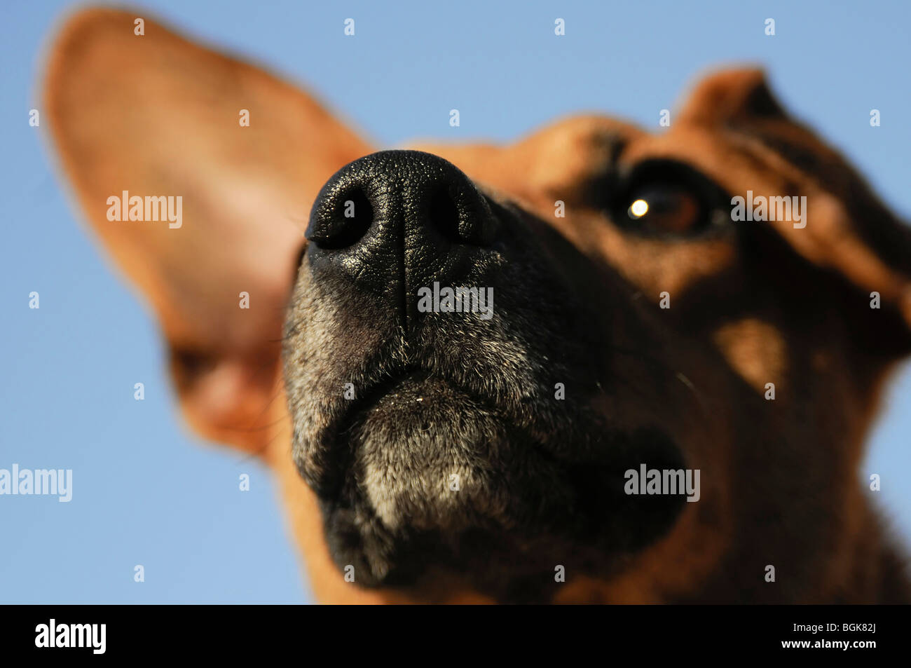 Eine Nahaufnahme eines Hundes Stockfoto