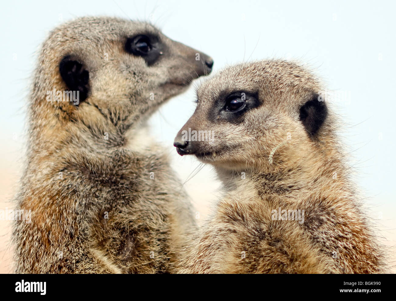 Eine Nahaufnahme von zwei Erdmännchen, Blick auf den Horizont Stockfoto