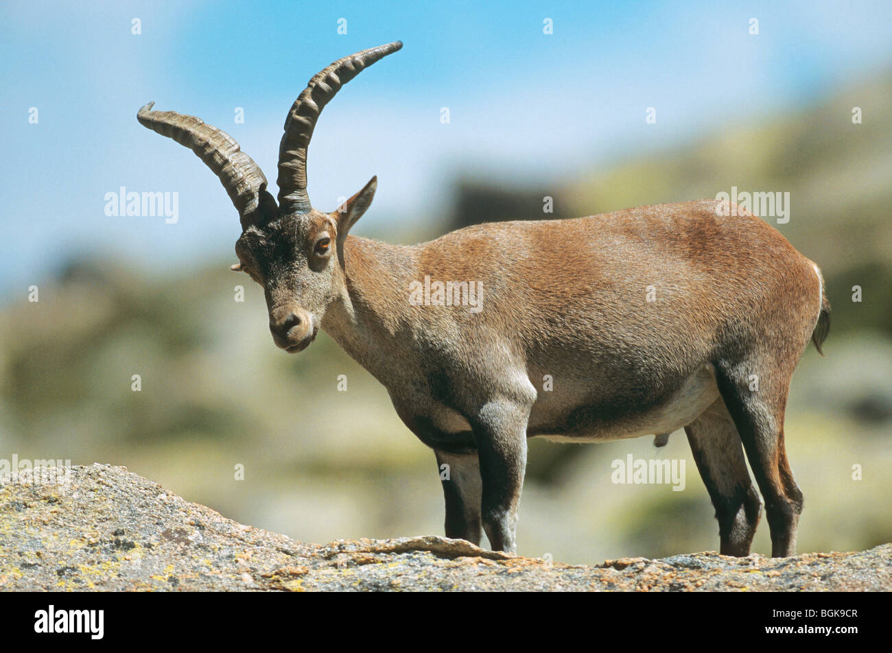 Western Spanisch Ibex Ibex - männlich / Capra Pyrenaica Victoriae Stockfoto