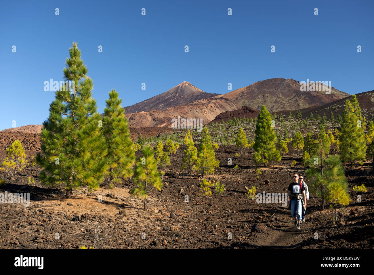 Spanien Teneriffa Kanarische Inseln Mount Teide höchsten Atlantik wandern Sonne Reisen Urlaub Meer Natur blauen Himmel Vulkan Pinienwald Stockfoto