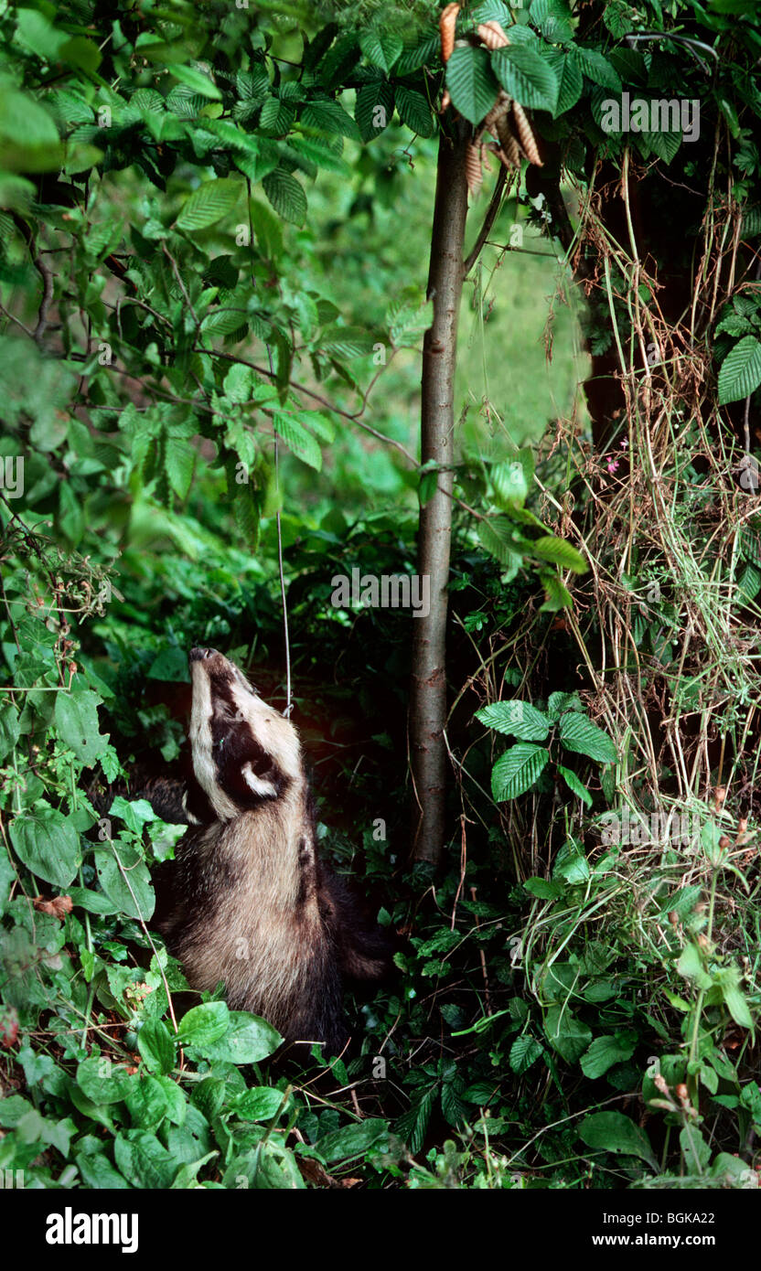 Toten Dachs (Meles Meles) getötet durch Wilderer in Draht-Schlinge Stockfoto