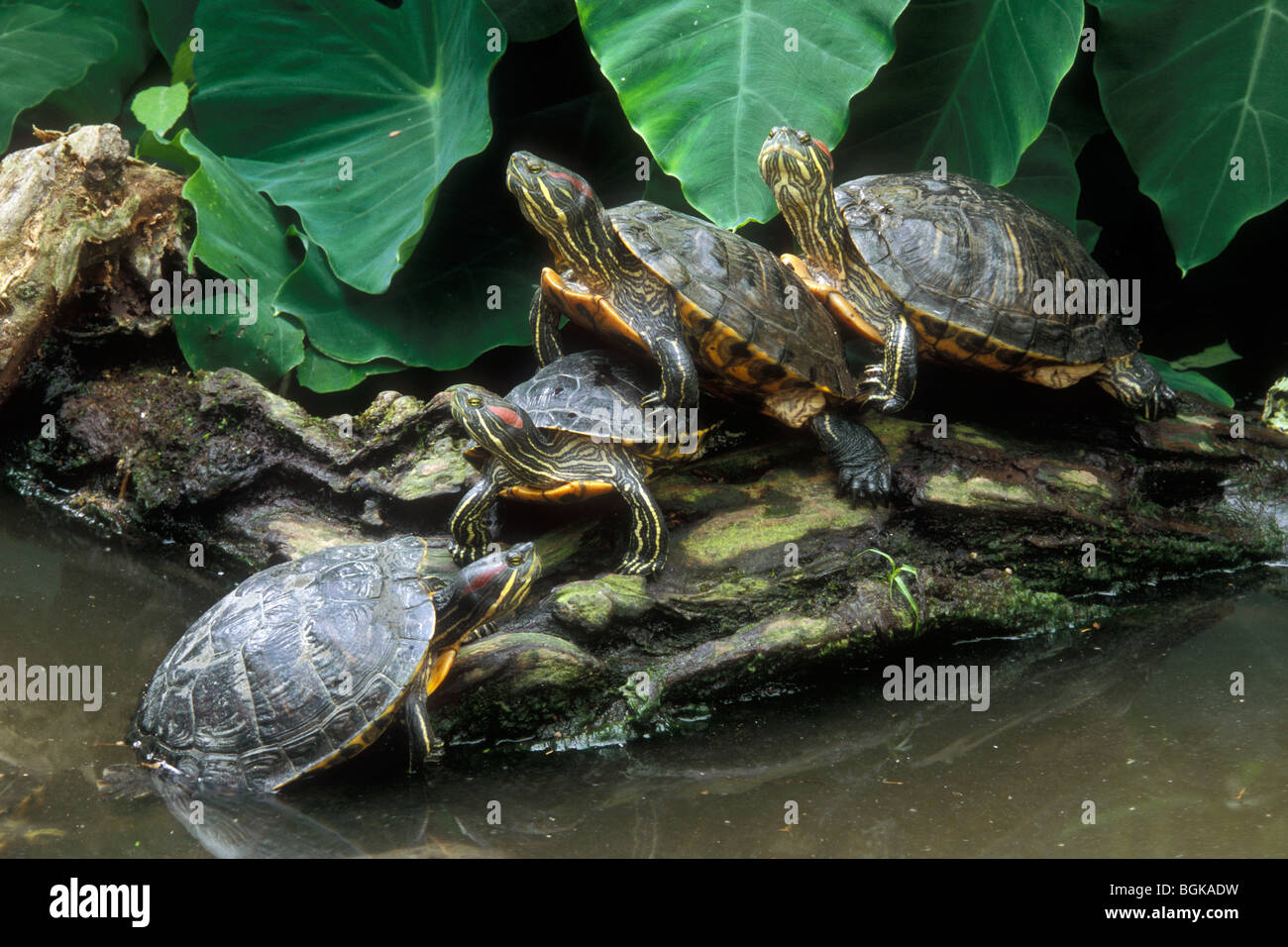 Rot-eared Slider / rot-Schmuckschildkröte Sumpfschildkröten (ist Scripta Elegans / Pseudemys Scripta Elegans) Gruppe ruht auf Log in See Stockfoto