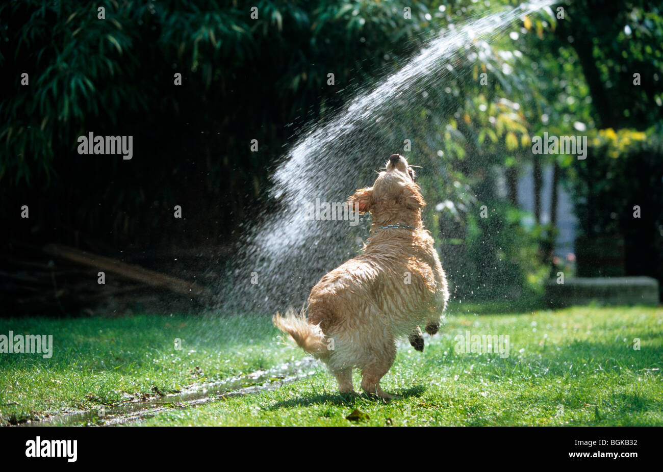 Spielerische Golden Retriever Hund spielen mit Wasser aus Gartenschlauch Stockfoto