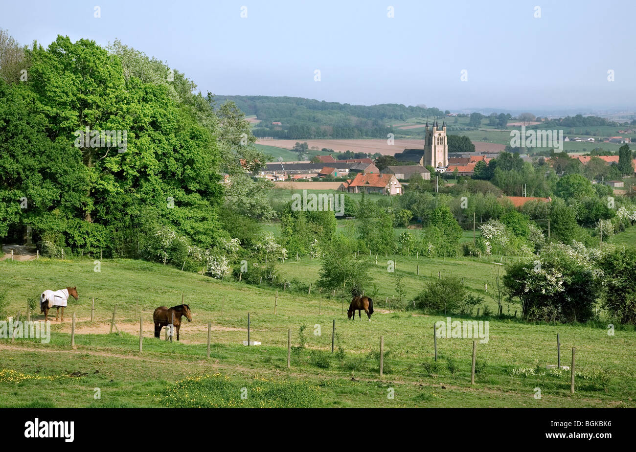 Pferde in der Wiese und die Kirche von Loker, Heuvelland, Belgien Stockfoto