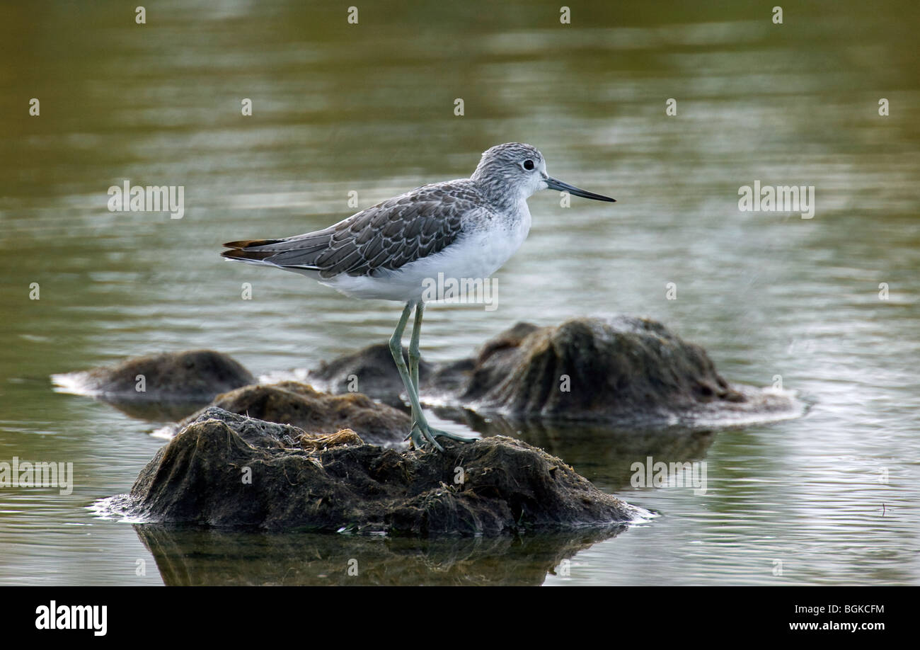 Gemeinsamen Grünschenkel (Tringa Nebularia) auf Nahrungssuche Seeufer entlang Stockfoto