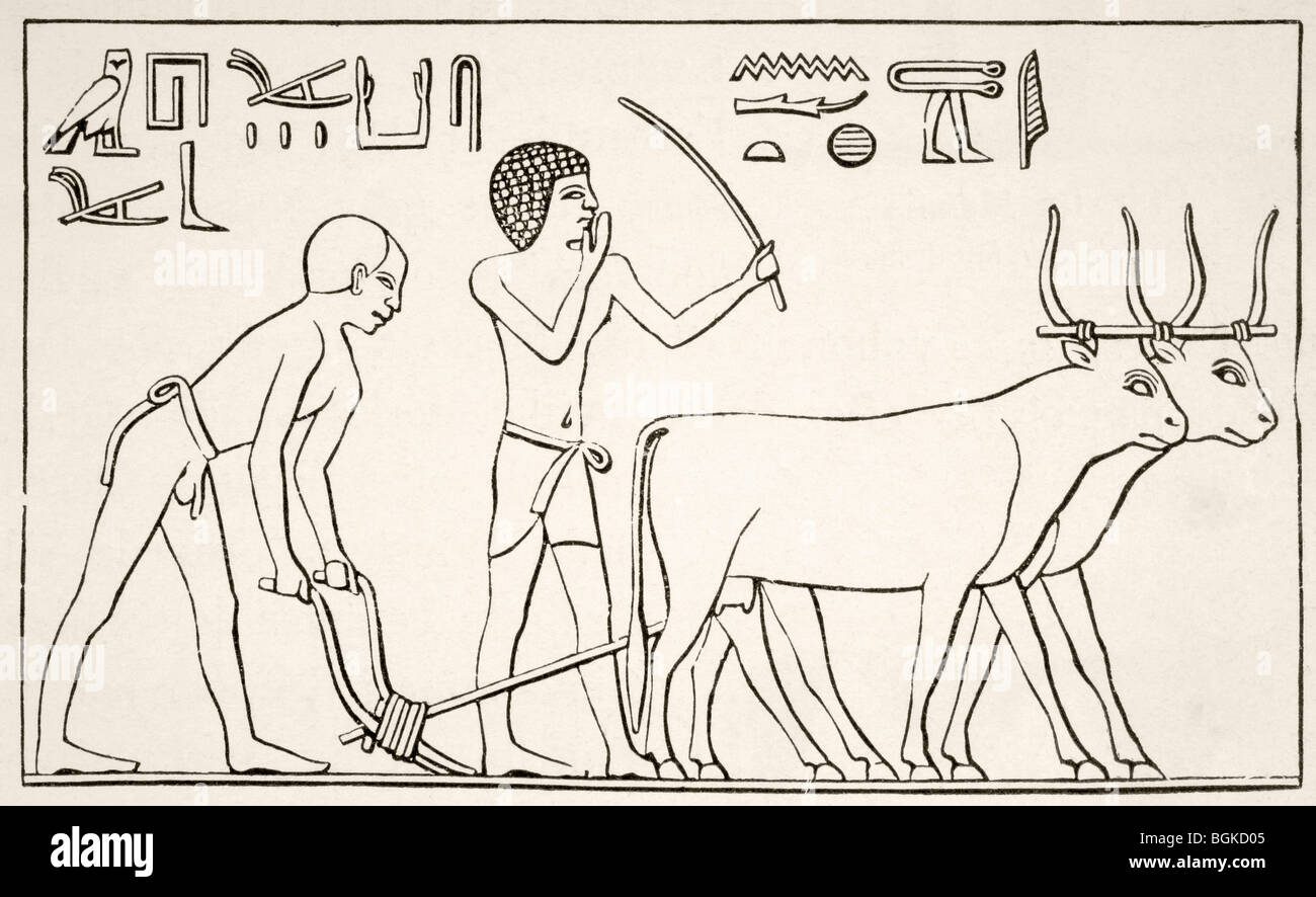 Pflügen in Oberägypten. Nach einem Flachrelief auf einer ägyptischen Denkmal. Stockfoto