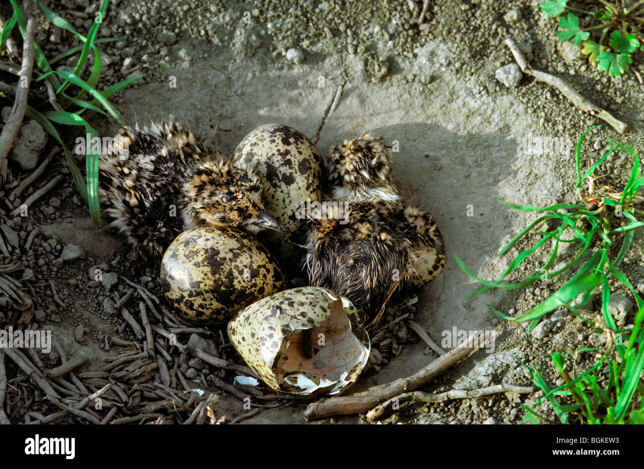 Kiebitz Küken getarnt (Vanellus Vanellus) im Nest auf Wiese Stockfoto