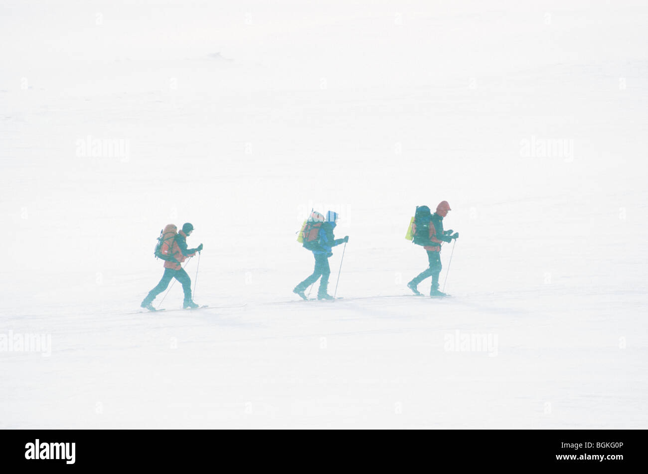 Wanderer sind Langlaufen in einem Schneesturm, Dovrefjell Nationalpark, Norwegen Stockfoto