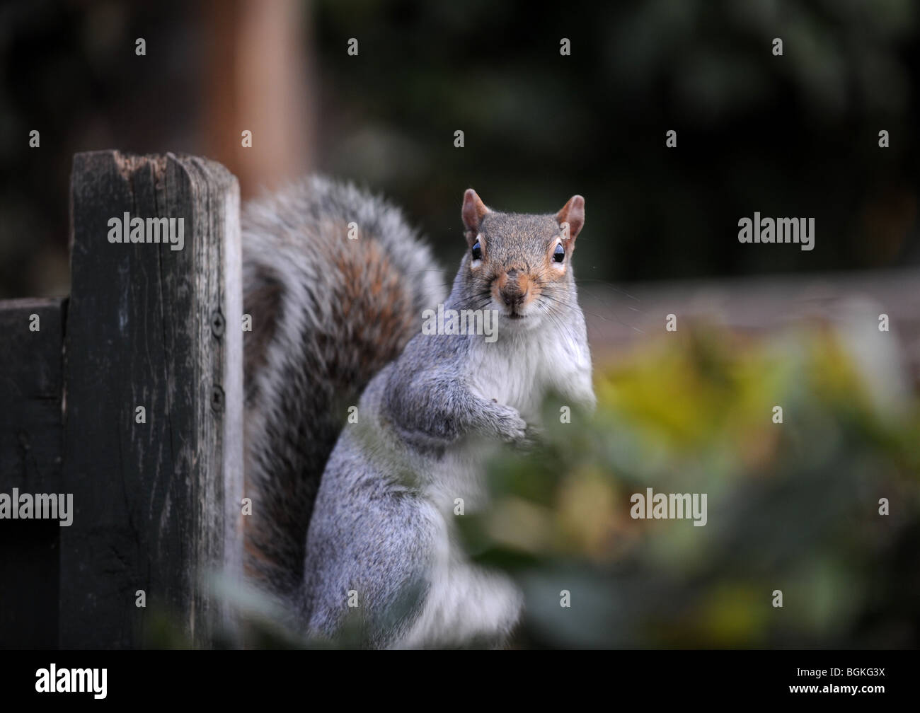 Graue Eichhörnchen sitzend auf Zaun mit Schweif hob auf der Suche nach Gefahr im englischen Garten UK - Sciurus carolinensis Stockfoto