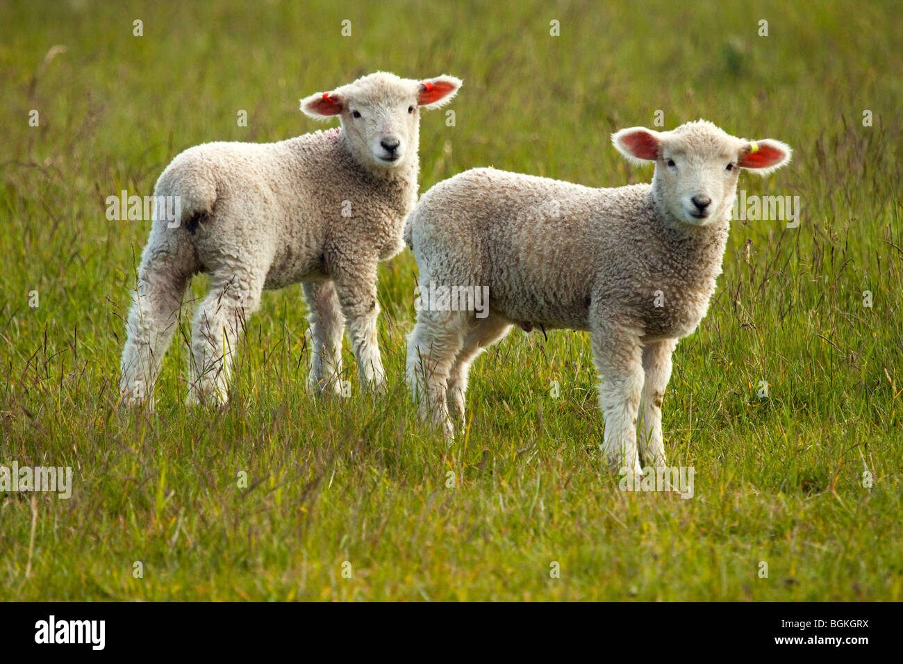 Zwei junge Lämmer in einem Feld Stockfoto