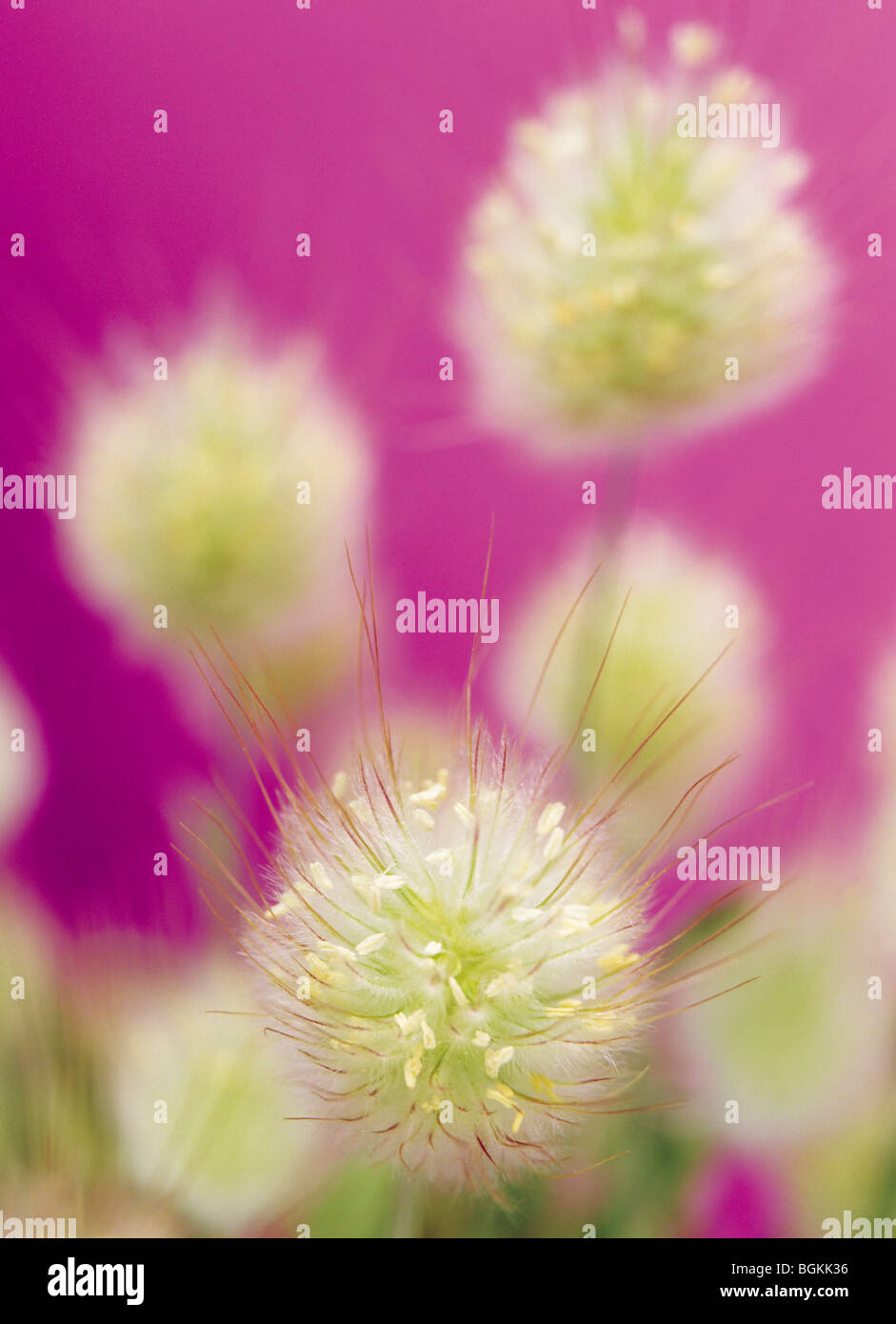 Hares Tail (Lagurus Ovatus) Stockfoto