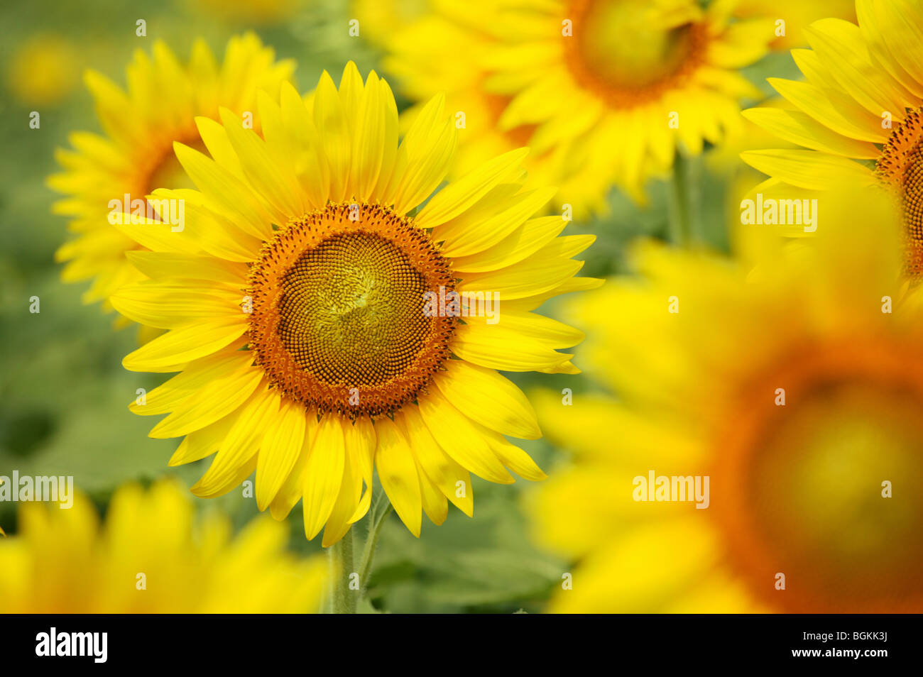 Sonnenblumen Stockfoto