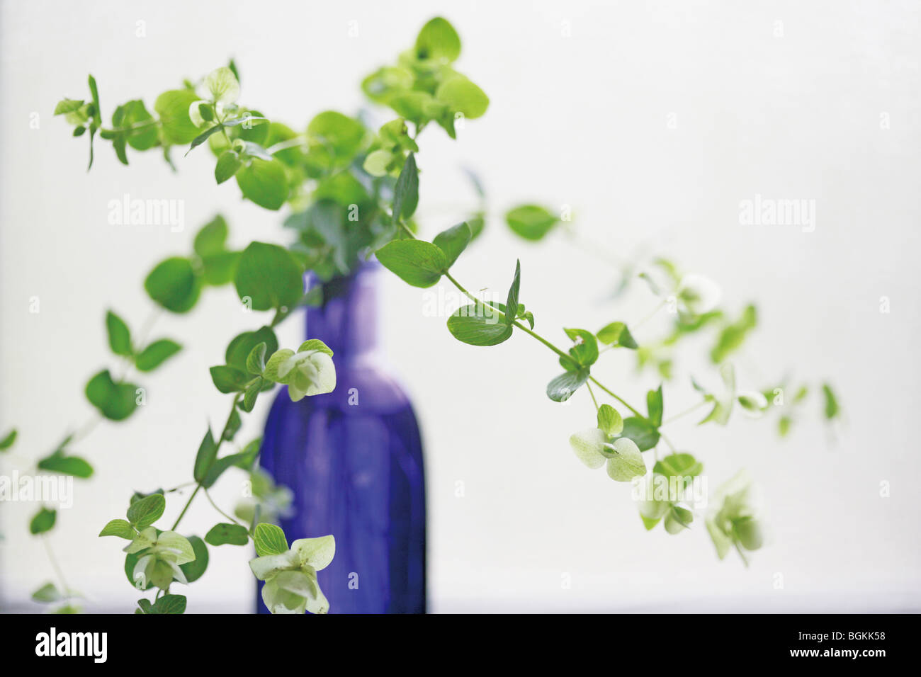 Pflanzen in vase Stockfoto