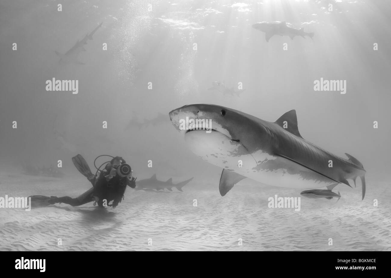 Ein Tigerhai (Galeocerdo Cuvier) schwimmt unter Sonnenstrahlen während einer Tauchen Videofilmer Filme. Stockfoto