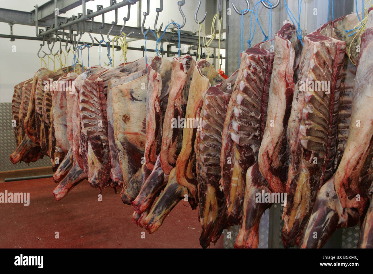 Rindfleisch-Kadaver hängen Stockfoto