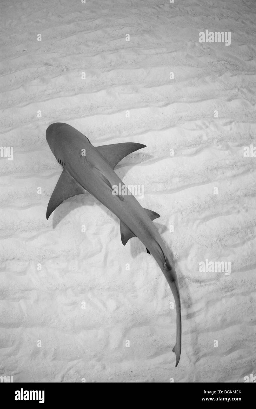 Ein einsamer Zitrone Hai (Negaprion Brevirostris) schwimmt entlang der Unterseite am Tiger Beach, Bahamas Stockfoto