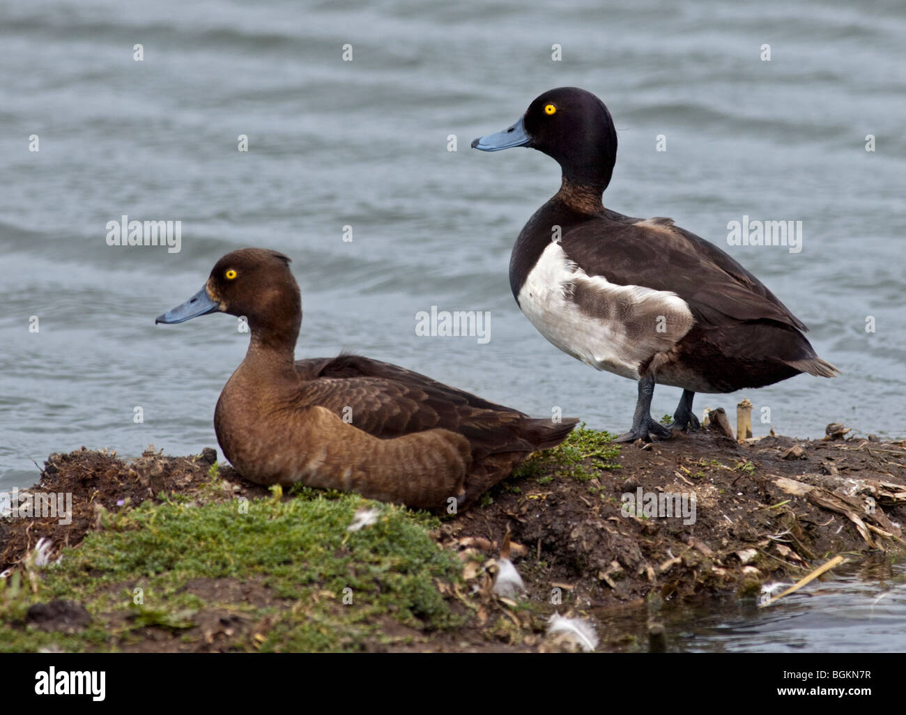 Männliche und weibliche Tufted Ducks (Aythya Fuligula), UK Stockfoto