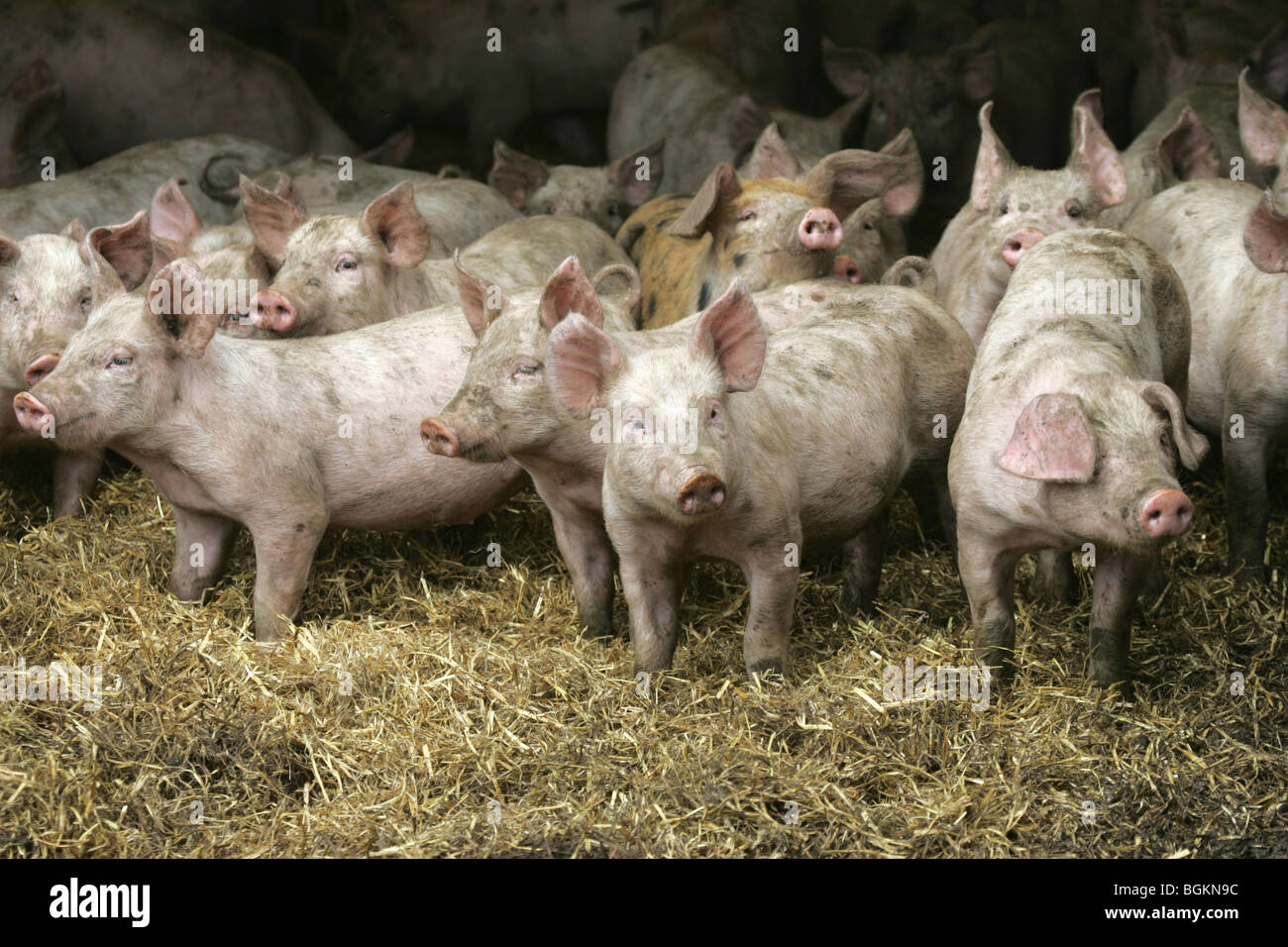 Mastschweine im Stroh Hof Stockfoto