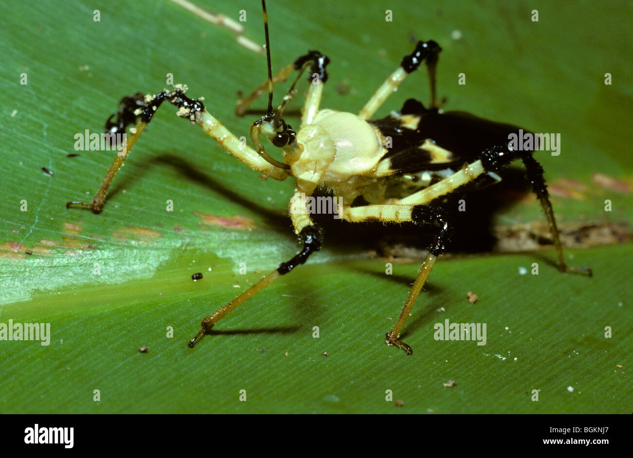 Assassin-Bug (Velinus Malayus: Reduviidae) im Regenwald von Malaysia Stockfoto